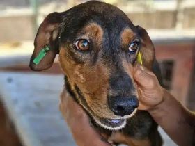 GAROU ca. 3-jähriger, hübscher, lieber Rüde, ca. 50 cm, wartet auf das große Abenteuer Leben