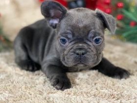 Französische Bulldogge Welpen