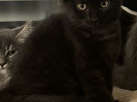 Neva Masquarade MixKitten