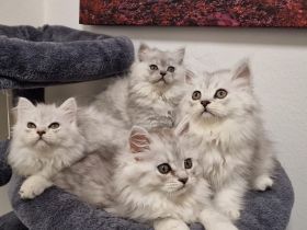 Britisch Kurzhaar und Langhaar Kitten – Liebevoll aufgezogen