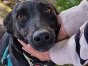 Málna sucht ein Zuhause