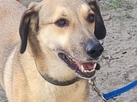 Oskár sucht ein Zuhause