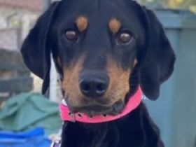 Zwölf, geb. ca. 10/2021, lebt in GRIECHENLAND, auf einer privaten Pflegestelle