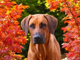 Rhodesian Ridgeback Welpen Wurfplanung für Januar 2025! Seriöse FCI-Zucht seit 2009