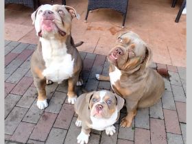 Old English Bulldog Welpen