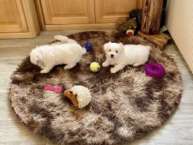 Malteser Welpen reinrassig Rüde