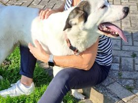 Naira sehnt sich nach einem geduldigen, liebevollen Zuhause