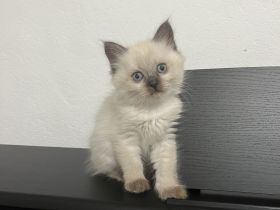 Himalayan Katze (siam/perser)
