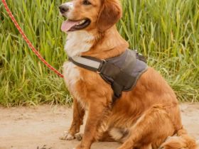 Socky, hübscher Junge sucht Familie mit Erfahrung