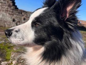 Reinrassiger Border Collie und ein Mischlingsmädchen suchen ein Zuhause