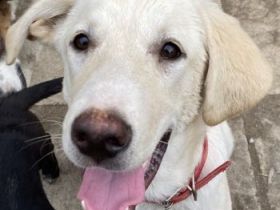 Littlefoot, geb. ca. 04/24, lebt in GRIECHENLAND, Gelände notürftige Unterkunft