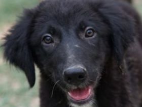 Monty, geb. ca. 05/2024, lebt in GRIECHENLAND, auf einer privaten Pflegestelle