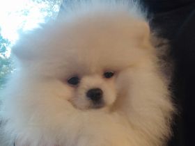 Pomeranian Spitz Boo Typ Weibchen