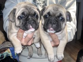 Reinrassige französische Bulldoggen Welpen zu verkaufen.