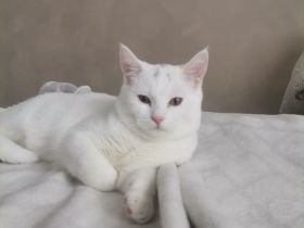 Geschwister paar sucht ein zu Hause