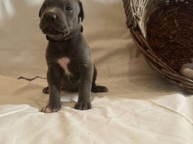 American Bully XL Welpen