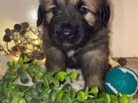 Leonberger-Mix Welpen