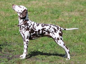 Dalmatiner von der hohen Würde