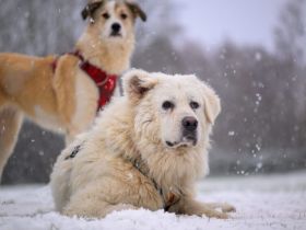 Theodor ist einfach 50 Kilogramm Liebe und Güte!