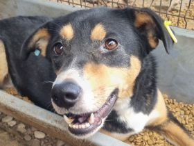 KNOSPE ca.4 bis 5-jährige, freundliche Hündin, ca. 56 cm, wer hat ein warmes Plätzchen frei?