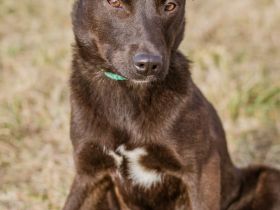 Csoki, sucht eine Familie mit Verständnis