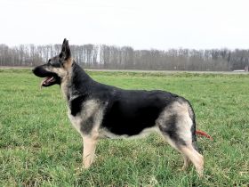 Osteuropäischer Schäferhund