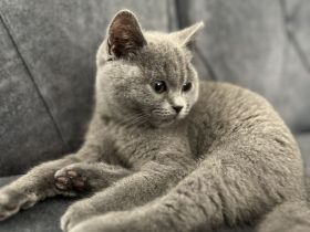 BKH Katze (Britisch Kurzhaar)