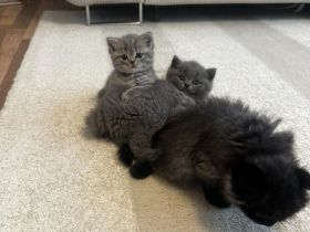 Britische Kurzhaar Katze