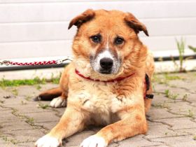 wunderschöner Fox sucht ein  liebevolles Zuhause