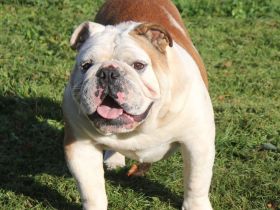 English Bulldog Deckrüde