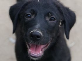 Taco Junior & Rudolph, geb. ca. 05/2024, lebt in GRIECHENLAND, auf einer privaten Pflegestelle