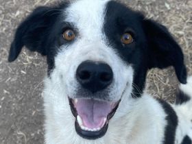 Alva, geb. ca. 05/2023, lebt in GRIECHENLAND, auf einer privaten Pflegestelle