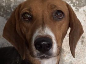 Imelda, geb. ca. 11/2021, lebt in GRIECHENLAND, auf einer privaten Pflegestelle