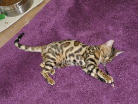 Bengal Kitten. Verschiedene Preis. Ab 500 nach Muster.