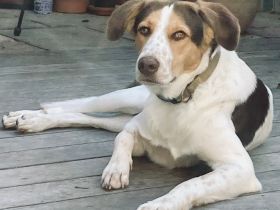 Rüde Eddy / derzeit in 67435 Neustadt an der Weinstraße