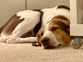 Rüde Eddy / derzeit in 67435 Neustadt an der Weinstraße