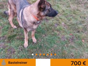 Deutsche Schäferhundwelpen