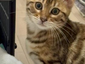 Bengalkätzchen Nala sucht ein liebevolles Zuhause