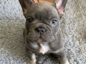 Französische Bulldogge