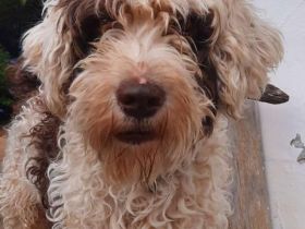 Perro de Agua Bamboo