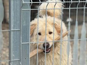 Fluffy im bezaubernden Wuschel-Look sucht sein Zuhause