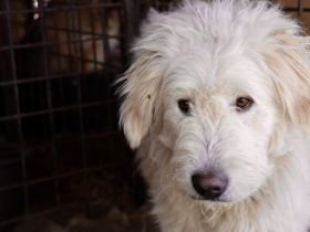 Fluffy im bezaubernden Wuschel-Look sucht sein Zuhause