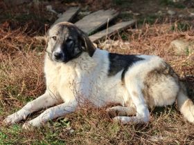 Hier kommt unser Star, Charlie Brown!