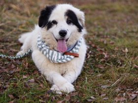 Boston, trotz Hinkebeinchen bester Laune! Er sucht liebevolle Menschen.