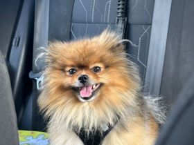 Zwergspitz Rüde 4,5 Jahren, unkastriert