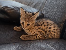 Savannah F1 Kitten  sucht ab Mitte Dezember ein liebevolles neues Zuhause