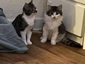 Zwei wunderschöne Kater suchen ein Zuhause