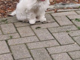 Wunderschönes Malteser Mädchen