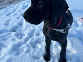 Deutsche dogge 1 Jahr alt