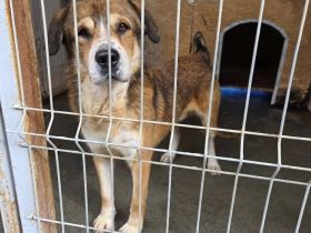 Stattlicher Albert mit sanftem Gemüt